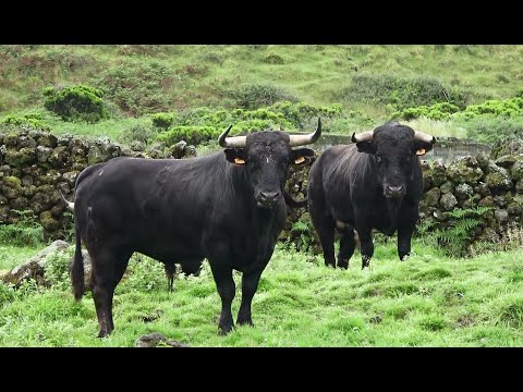 JAF - Alimentação Dos Touros - Feeding The Bulls (Second Part)