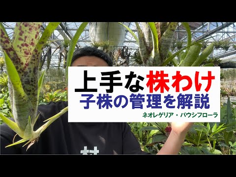 ブルンスビギア・ジョセフィナエ