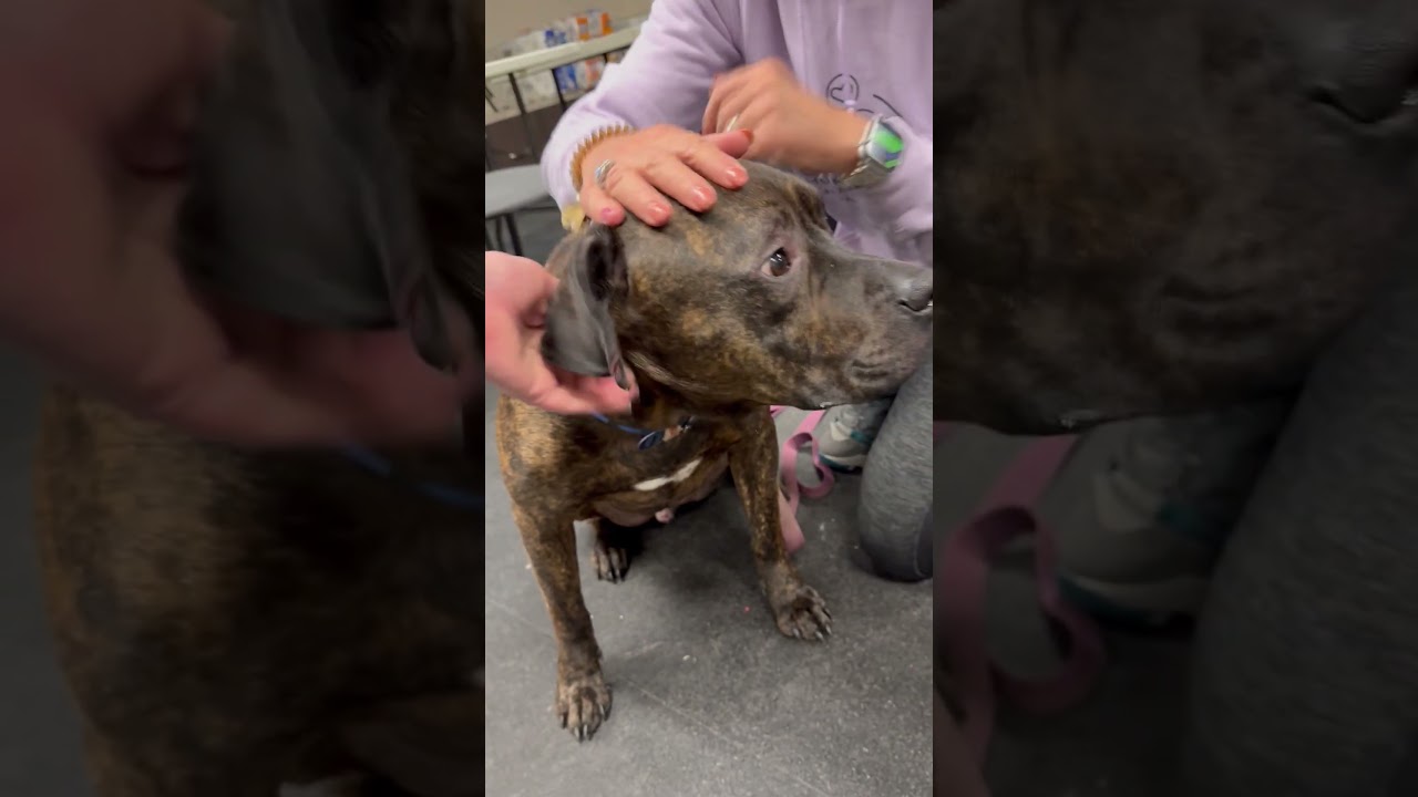 Enlarge Duke-LAP DOG! Loves to hangout and chill, a Adoptable mixed breed in Oshkosh, WI video 6/6