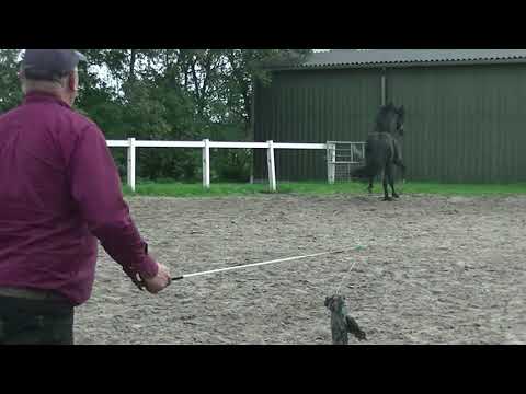 Stal Okkema's Appie - Thorben x Onne - star stallion - 2016