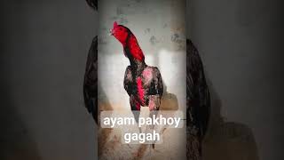 Download lagu ayam pakhoy full brakot brutal #ayampama #ayam #ayamjago #ayambangkokindonesia mp3