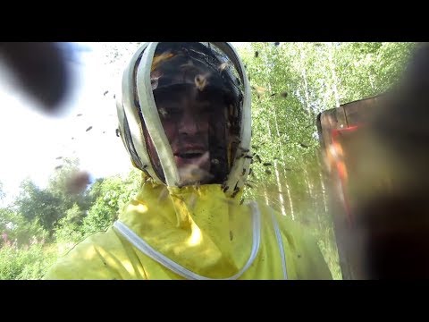 Пчеловодство. SOS! Пчёлы зомби и улей Пандоры. Взятка нет! Пчелиный бунт.