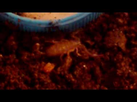 Škorpión európsky (Euscorpius flavicaudis) — terárium, kŕmenie a správanie
