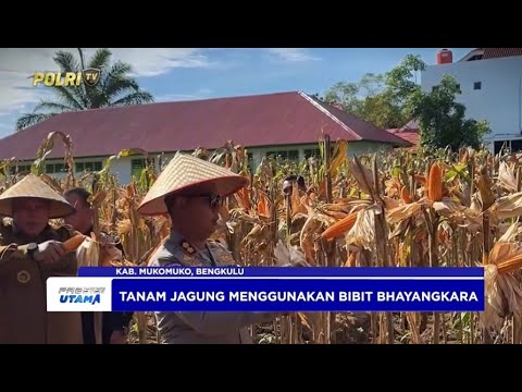 POLRES MUKOMUKO GELAR PANEN JAGUNG DUKUNG KETAHANAN PANGAN