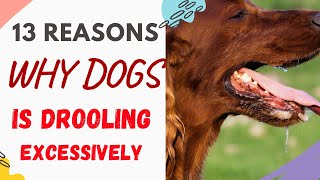 Why Is My Dog Drooling Excessively (13 Reasons Explained)