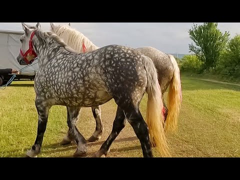 Caii lui Mircea Stângoiu de la Alba Iulia 2022