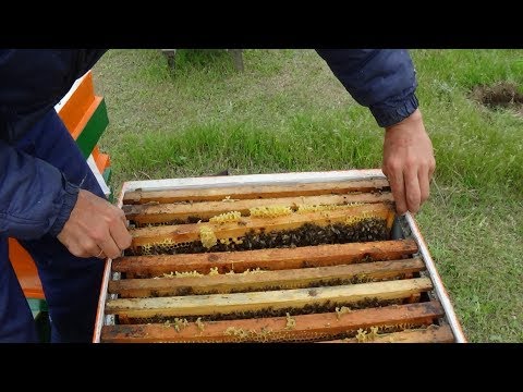 Осмотр пасики на наличие расплода и смены пчелы