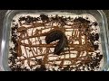 Oreo Nutella Lasagna