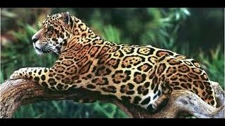 Animal Documentary National Geographic   Cheetah, SPEED TO KILL HD 2016