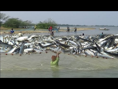 Net Fishing | Exploitation Big Salmon on the river. Net Longline Catch a Lot of Fish