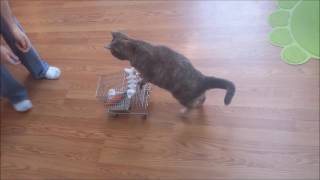 Cat Pushing a Shopping Cart with clicker-trained Ayla
