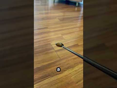 Comment un seul animal a débarrassé la maison de tous les insectes ?#animaux #nature #intéressant