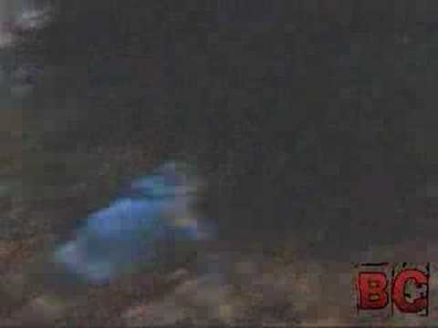 BC - Ősz - Lajosmizse Style