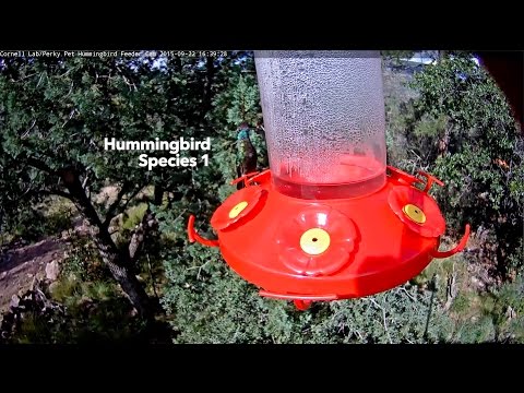 West Texas Hummingbird Challenge #1, Sponsored by Perky-Pet®