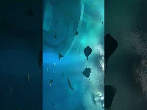 Aquarium 🐠🐡🐟 #music #beach #love #travel #edm #dubai #dj #funk #musica #beats