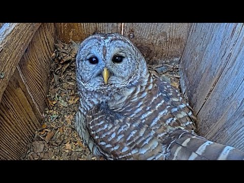 Female Barred Owl Has Eyes For The Camera – March 9, 2025