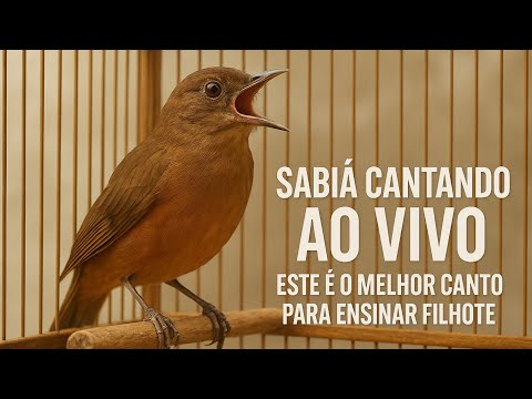SABIÁ CANTANDO AO VIVO ESTE É O MELHOR CANTO PARA ENSINAR FILHOTE