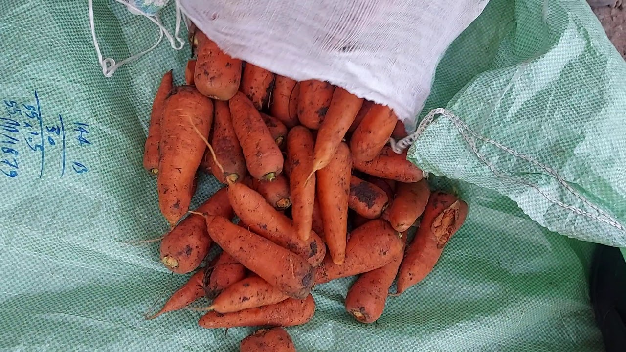 Морковь ОПТОМ Волгоград