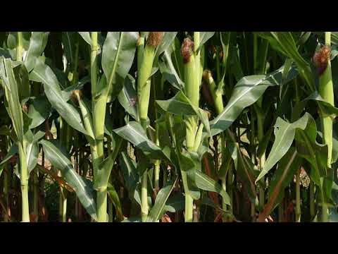 K375 Design Team - nature scene