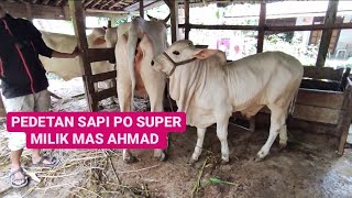 PEDET SAPI PO SUPER PUNYA MAS AHMAD YANG MASIH DIT