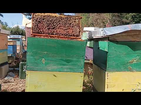 Apis Mellifera Macedonica - Veoma medonosna pčela