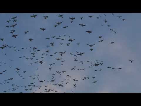 Snow Goose RAINOUTS | Small Groups and Short Mag Tubes Alberta Snow Goose Hunting #huntongaro