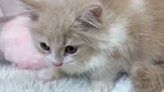 ミヌエットの動画01