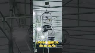 Download lagu LOMBA TRUCUKAN #trucuk #kicaumania #trucukan mp3 Download lagu LOMBA TRUCUKAN #trucuk #kicaumania #trucukan mp3