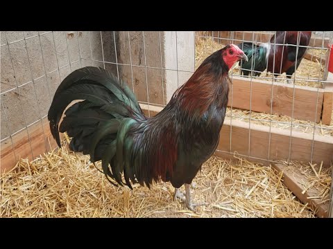 The best Roosters WarHorse, BrownRed, MelSims, Mug Mcrae, Un Buen Gallo WarHorse