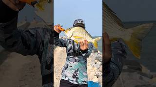 Download lagu Using soft Lure to catch big fish | sea fishing | Hard bait Fishing | Mangrove Jack#fishing #blogger mp3 Download lagu Using soft Lure to catch big fish | sea fishing | Hard bait Fishing | Mangrove Jack#fishing #blogger mp3