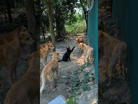 धोखेबाज लीली 🐈‍⬛️ 😱 #leelee #aryansir #school #shorts #cat #dogy