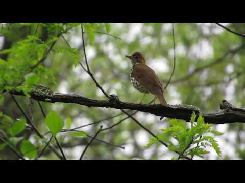 Singing Wood Thrush