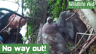 Trapped pigeon freed from a fence