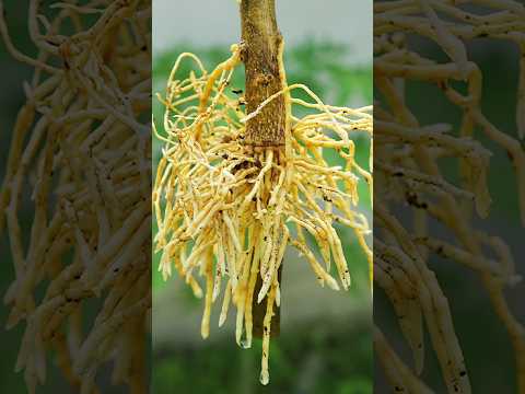 🌿A great way to propagate lemon tree is by air layering using aluminum foil #lemontree #gardening