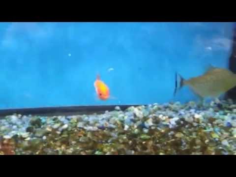 ZOMBIE FISH! Fish with half a body, still alive