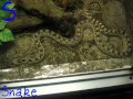 ABC Zoo