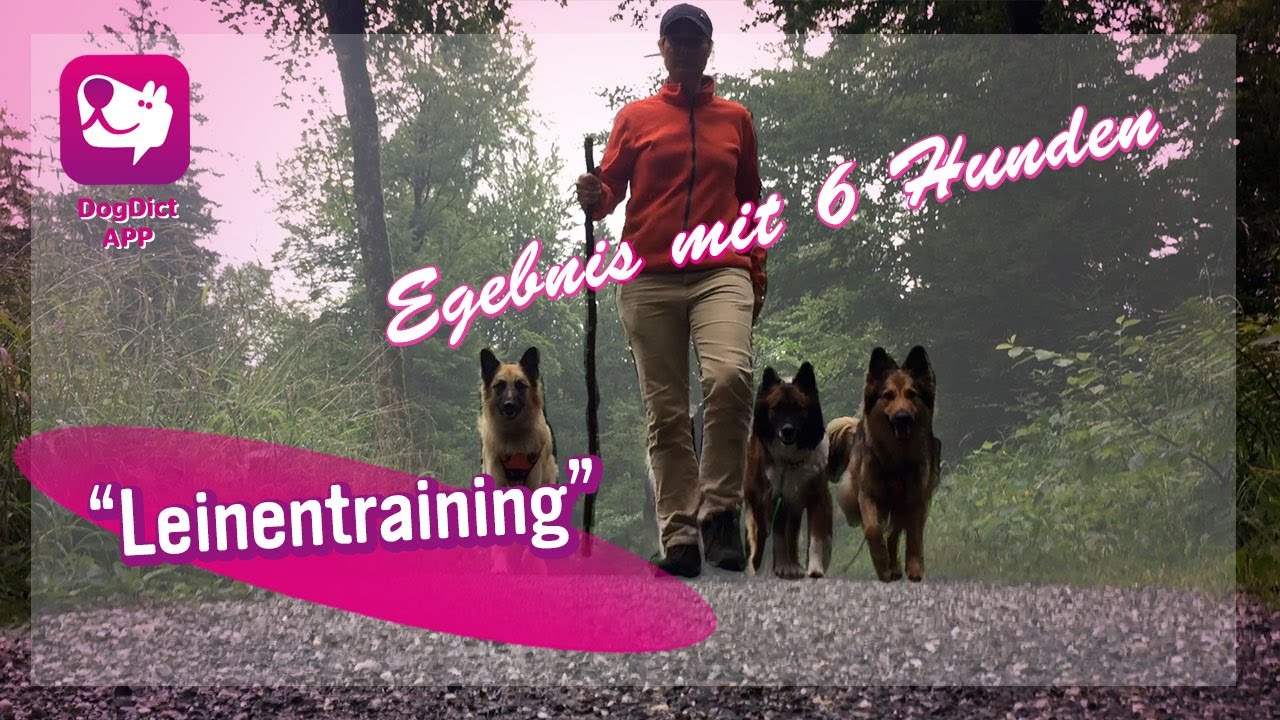 Folge 23: Wandern mit 6 Hunden