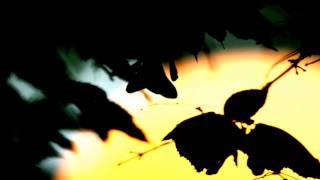 Aidan Baker: Shadow of death (Dream on)