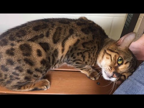 I Rescued a Bengal Cat with FeLV! What is FIV and FeLV?