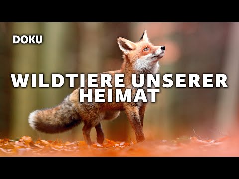 Wild animals of our homeland (animal documentary in German in full length)
