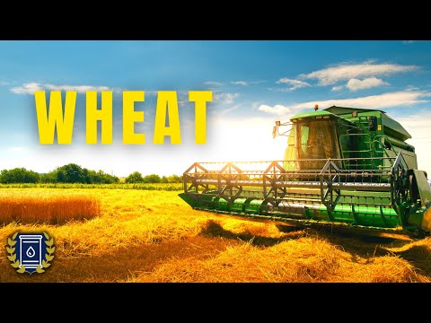 WHEAT Documentary: Everything You Ever Wanted to Know about Wheat