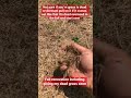 Dormant or dead grass find out watch this short sub to channel fall renovation coming soon