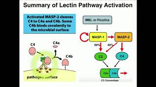 Lectin Pathway of Complement Activation