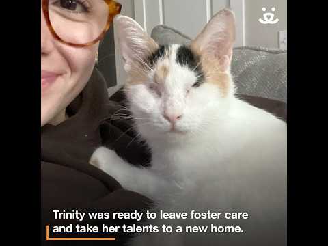 Brave cat sees with her heart