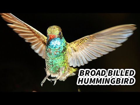 Broad-billed Hummingbird Facts | Animal Fact Files