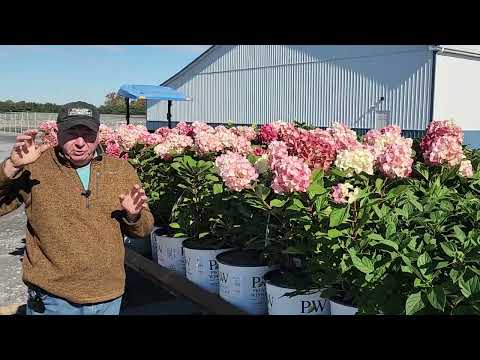 Little Lime Punch Hydrangea: A Garden-Tested & Trialed Favorite with Stunning Ever-Changing Blooms!