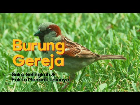 Si Mungil yang Suka Selingkuh, Fakta Menarik Burung Gereja