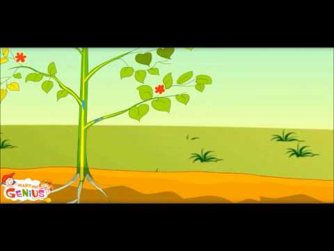 What is Photosynthesis in Plants- Class 3rd,Class 4,Grade 3,Grade 4,Grade 5