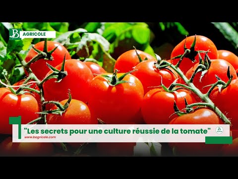 , title : '"Les secrets pour une culture réussie de la tomate"'