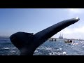Ballena pone la cola en la cara de un kayakista